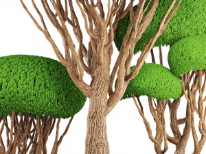 bonsai tree 3D मॉडल