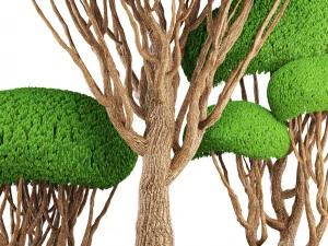 bonsai tree 3D Model