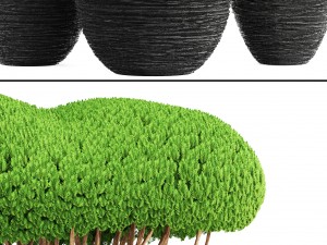 bonsai tree 3D मॉडल