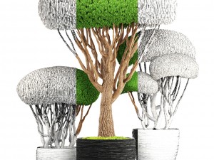 bonsai tree 3D मॉडल