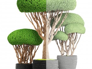 bonsai tree 3D मॉडल