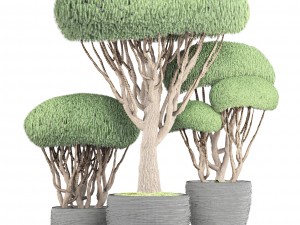 bonsai tree 3D मॉडल