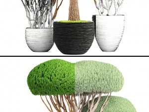 bonsai tree 3D मॉडल