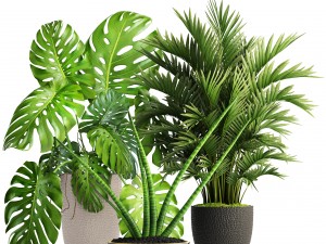 collection of plants 3D Model
