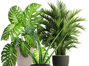 collection of plants 3D Model