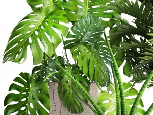 collection of plants 3D Model