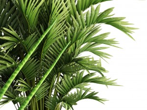 collection of plants 3D Model