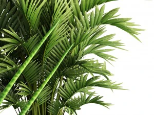 collection of plants 3D Model