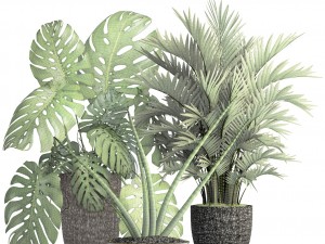 collection of plants 3D Model