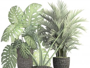 collection of plants 3D Model
