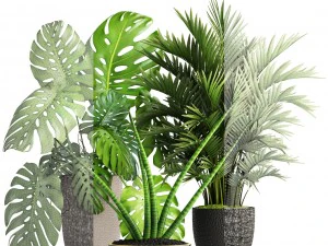 collection of plants 3D Model