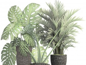 collection of plants 3D Model