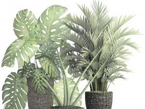 collection of plants 3D Model