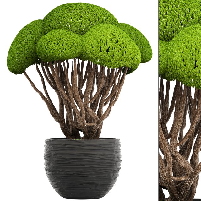 bonsai tree 3D Model .c4d .max .obj .3ds .fbx .stl .blend 
