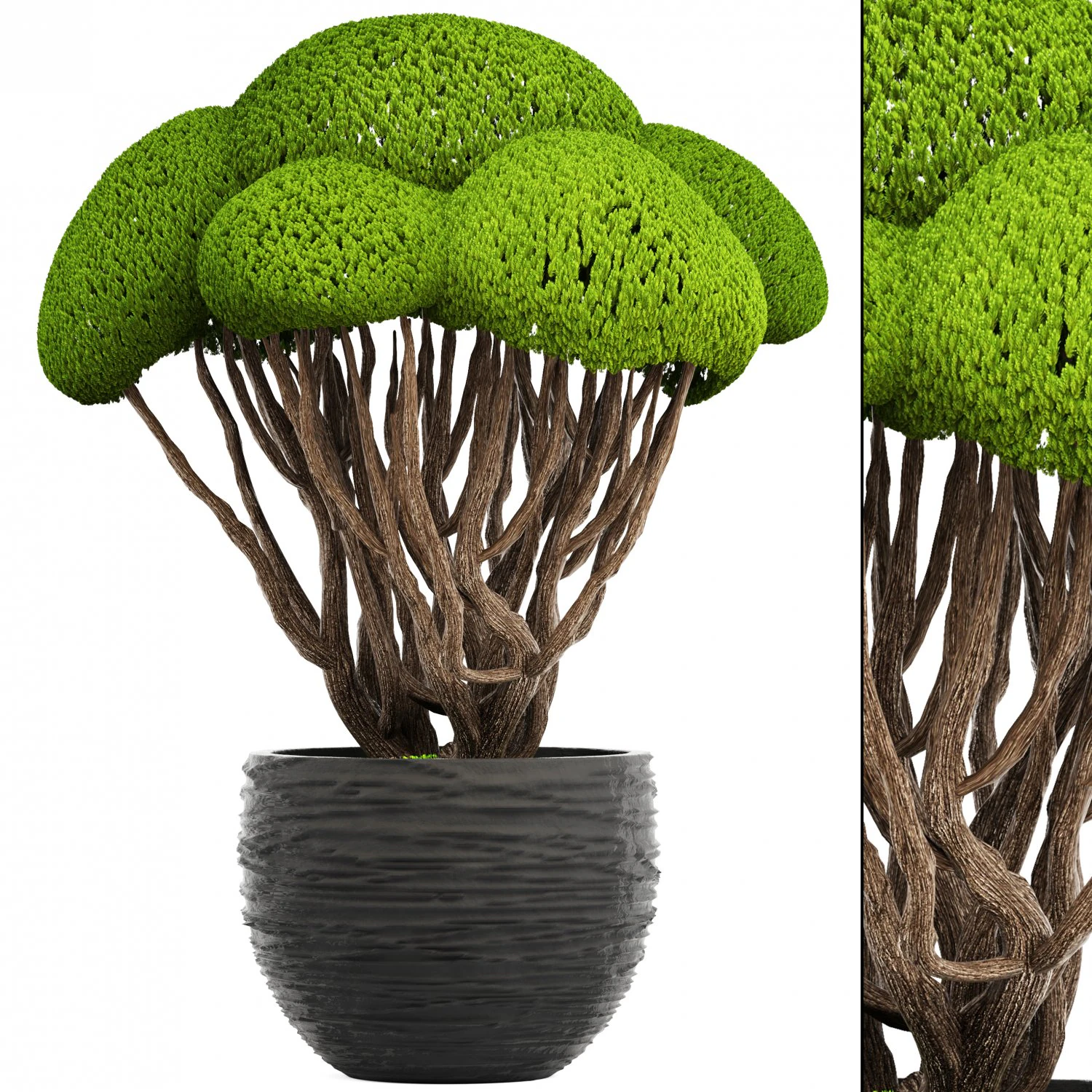 bonsai tree 3D Model .c4d .max .obj .3ds .fbx .stl .blend 
