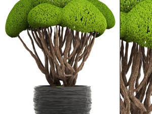 bonsai tree 3D मॉडल