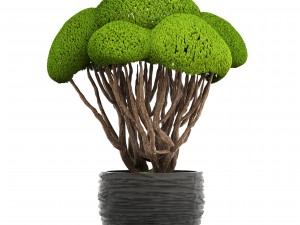 bonsai tree 3D Model