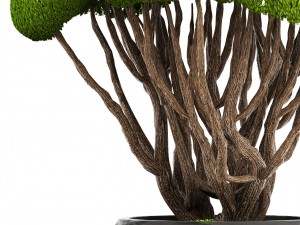 bonsai tree 3D Model