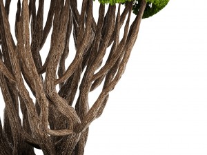 bonsai tree 3D Model