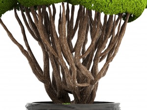 bonsai tree 3D Model