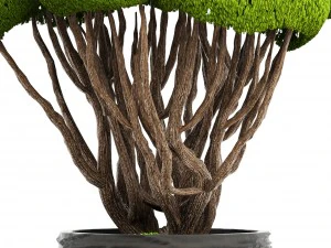 bonsai tree 3D Model