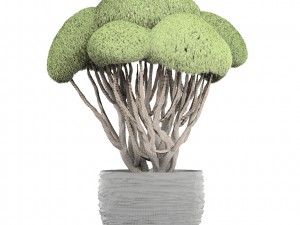 bonsai tree 3D Model