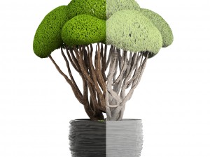 bonsai tree 3D Model