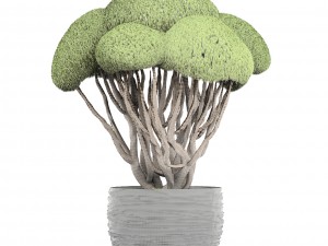 bonsai tree 3D Model