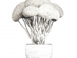 bonsai tree 3D Model