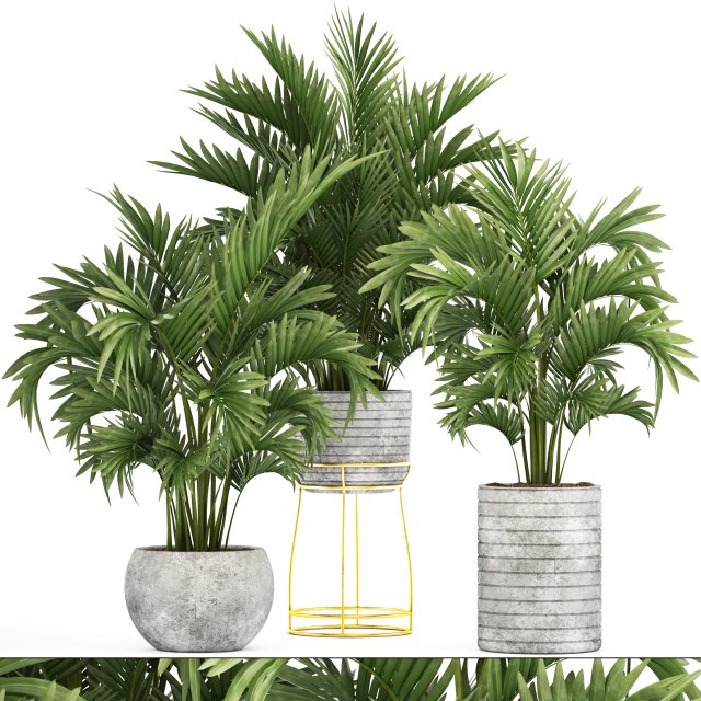 howea palms 3D Model .c4d .max .obj .3ds .fbx .stl .blend 