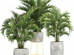howea palms 3D Model