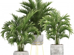howea palms 3D Model