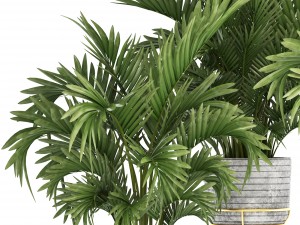 howea palms 3D Model