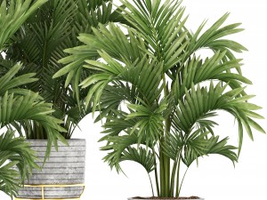 howea palms 3D Model