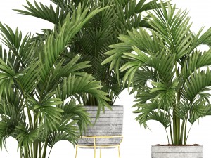 howea palms 3D Model