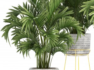 howea palms 3D Model