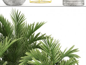 howea palms 3D Model