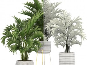 howea palms 3D Model