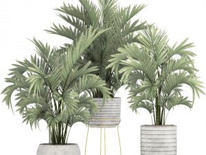howea palms 3D Model