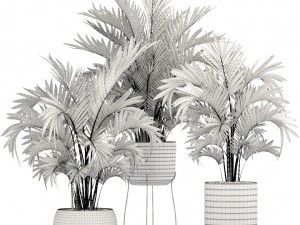 howea palms 3D Model