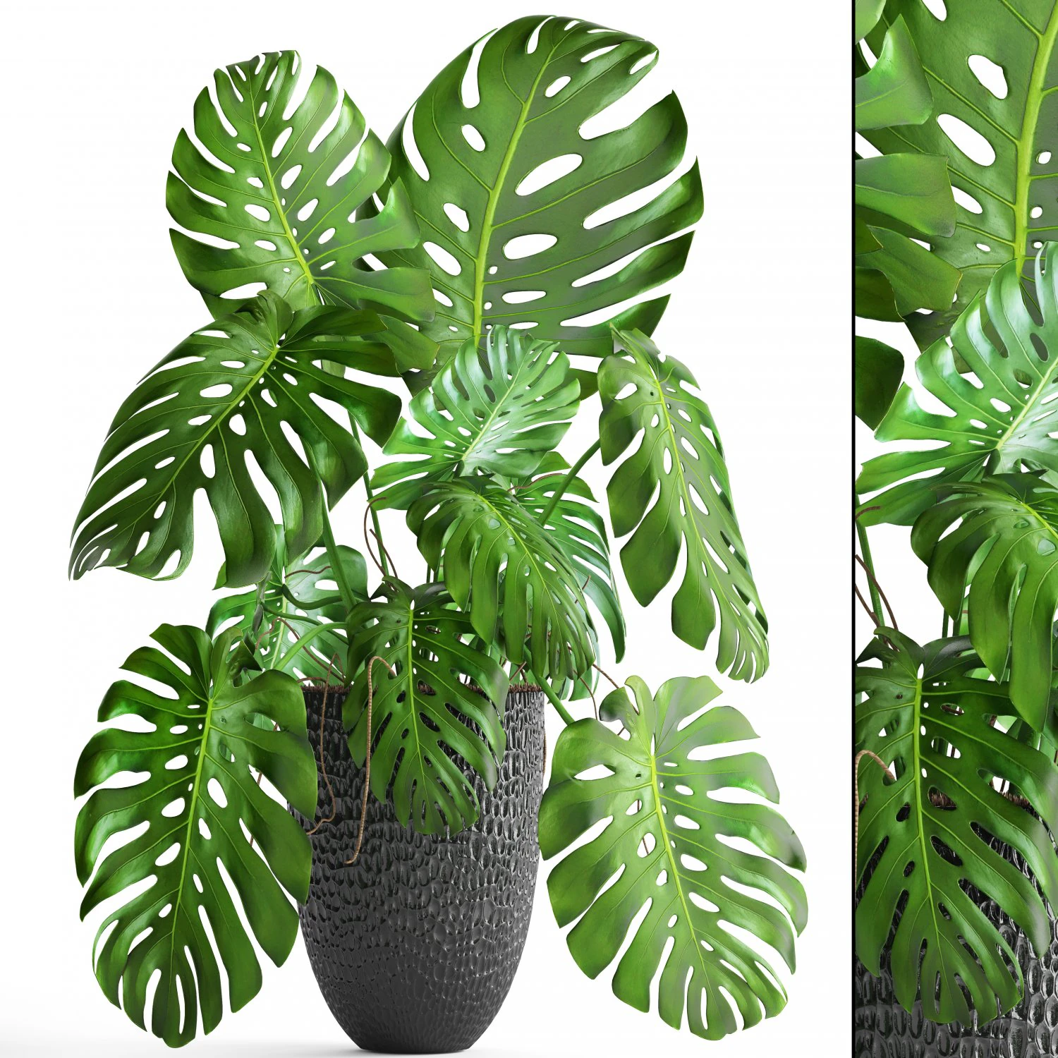 monstera 3D Model .c4d .max .obj .3ds .fbx .stl .blend