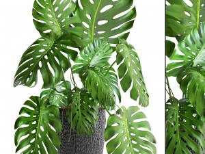 monstera 3D Model