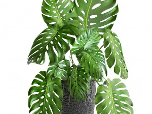 monstera 3D Model