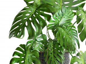 monstera 3D Model