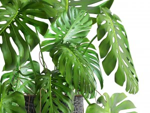 monstera 3D Model