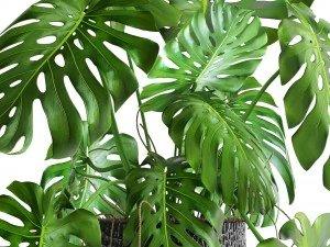 monstera 3D Model