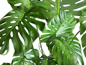 monstera 3D Model