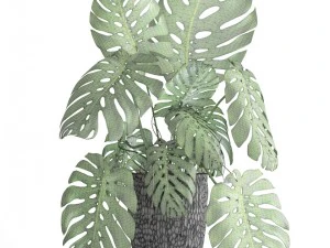 monstera 3D Model