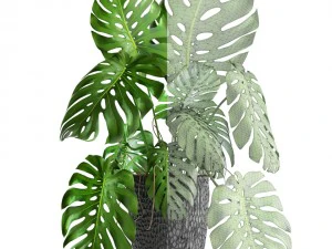 monstera 3D Model