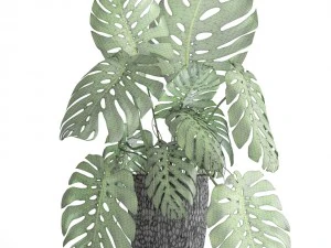 monstera 3D Model